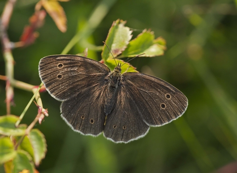 Ringlet