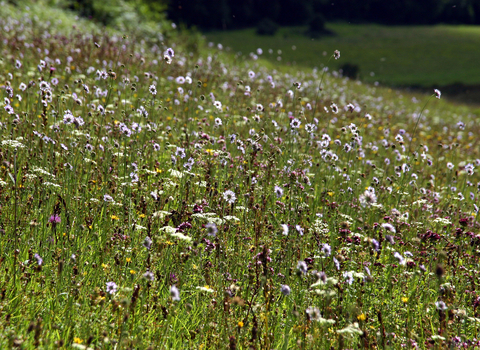 Grasslands