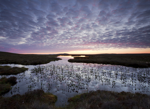 Pools and bog peatland