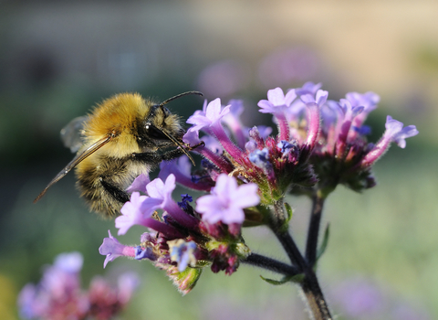 Common carder bumblebee