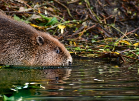 Beaver at Willington Wetlands