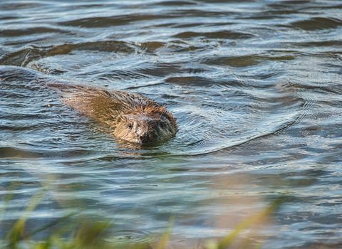 Beaver swimming