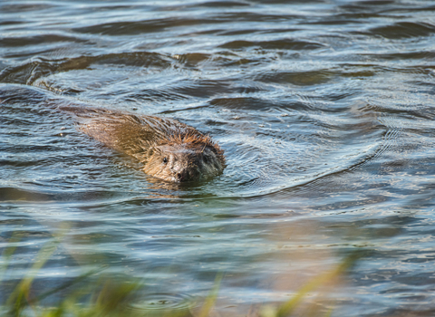 Beaver at Willington Wetlands