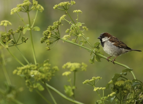 house sparrow