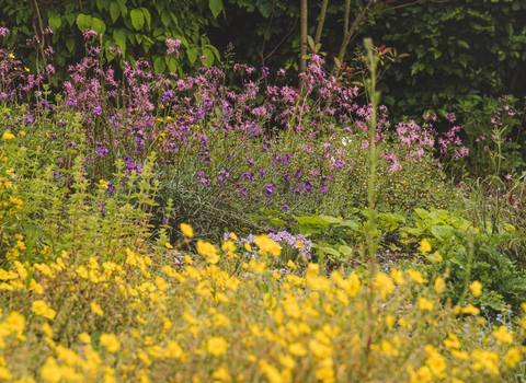 Yellow Front Common rock, Purple middle Wall flower, Purple back Ragged robin