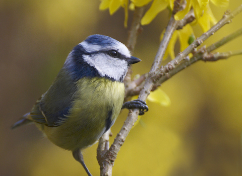 Blue Tit