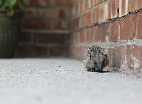 lone urban hedgehog