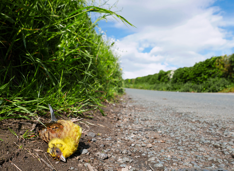 Yellowhammer dead at the side of the road