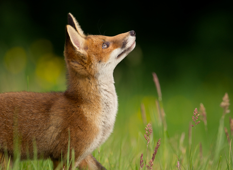 Red fox - Andrew dyson