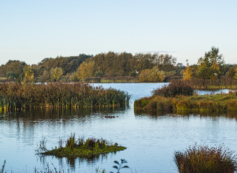 a landscape view of wetlands with water and reeds
