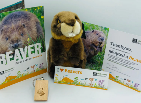 beaver adopt