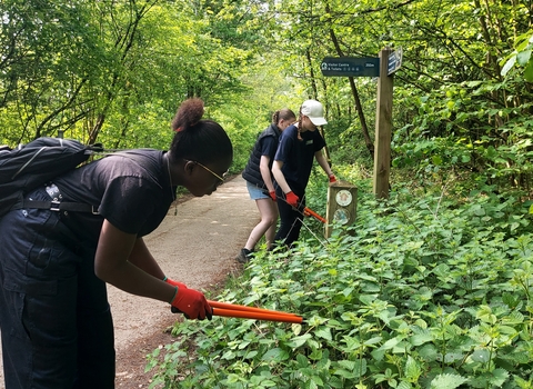 Three people using cutters in nettles at the side of a path surrounded by trees