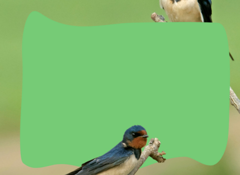 Swallows perched on sticks