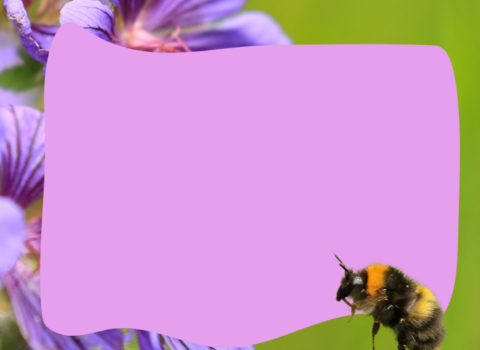 early bumblebee flying towards purple flowers