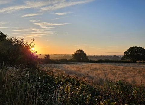A view of common farm at sunrise