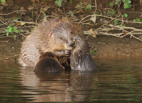A beaver and her two kits sitting at the water's edge. One beaver kit is feeding while the mother washes the face of her other kit