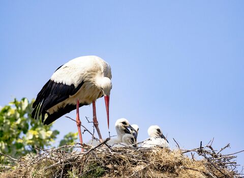 An adult white stork standing over a nest containing two juvenile storks, set against a clear blue sky. The adult stork has white plumage with black wing feathers and a long red beak and legs, while the juveniles are covered in white down. The nest is constructed from twigs and straw.