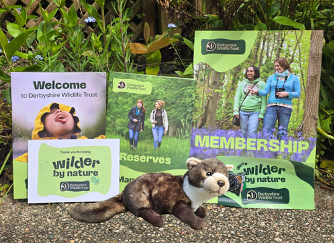 A stuffed pine marten toy lies on a paved surface in front of several brochures for Derbyshire Wildlife Trust, promoting membership and reserves.