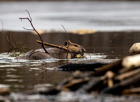 Beaver building a dam
