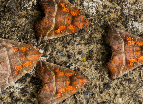 Several herald moths resting together