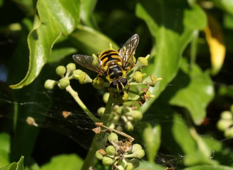A Batman hoverfly perched on an ivy stalk. It's a yellow hoverfly with black markings, including a marking on the thorax in the shape of the Batman logo