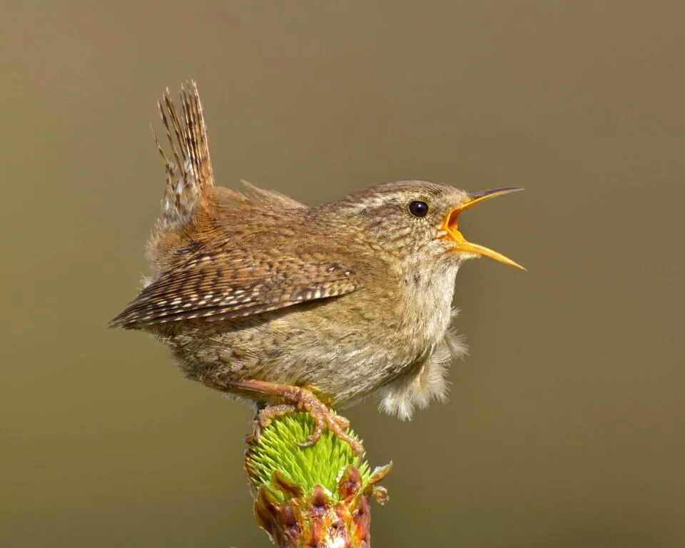 Wren
