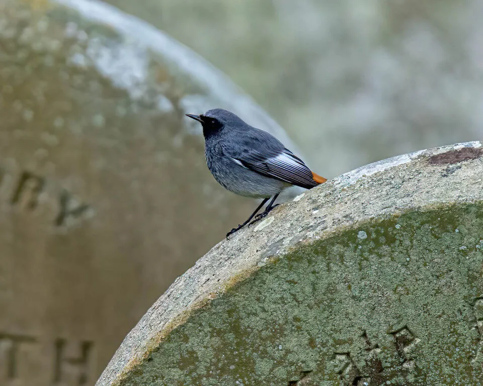 Black redstart
