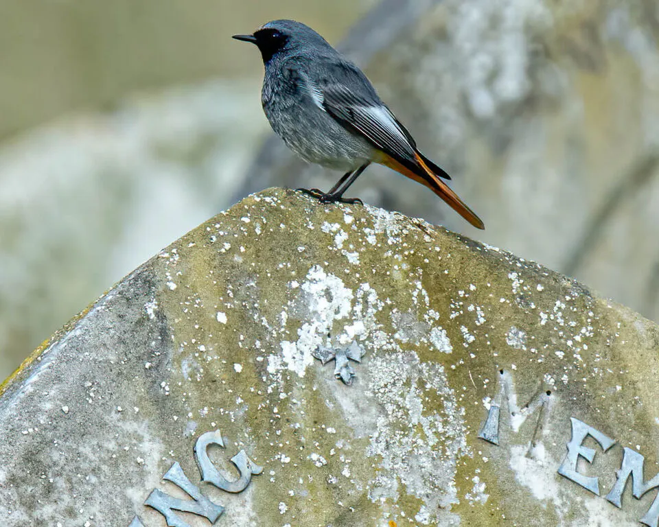 Black redstart